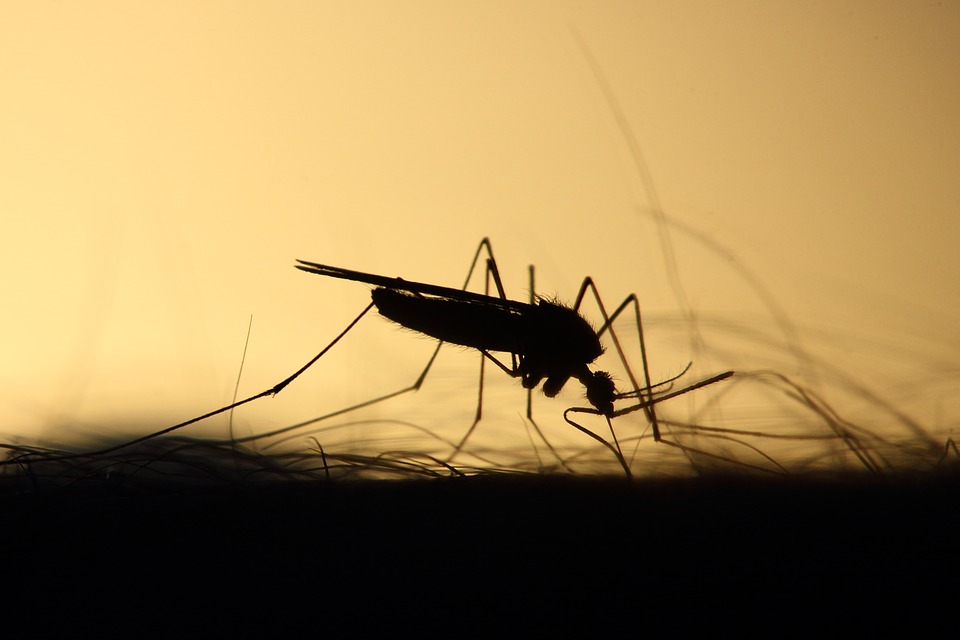 OBAVIJEST  o suzbijanju odraslih oblika komaraca (adulticidne dezinsekcije)