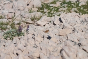 HikingDanGrada-53